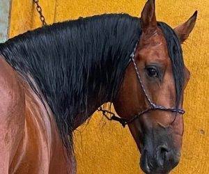 Caballo entero PRE Pura Raza Española En venta 2016 Bayo