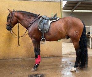 Caballo entero PRE Pura Raza Española En venta 2016 Bayo