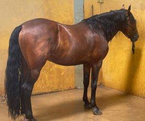 Caballo entero PRE Pura Raza Española En venta 2016 Bayo