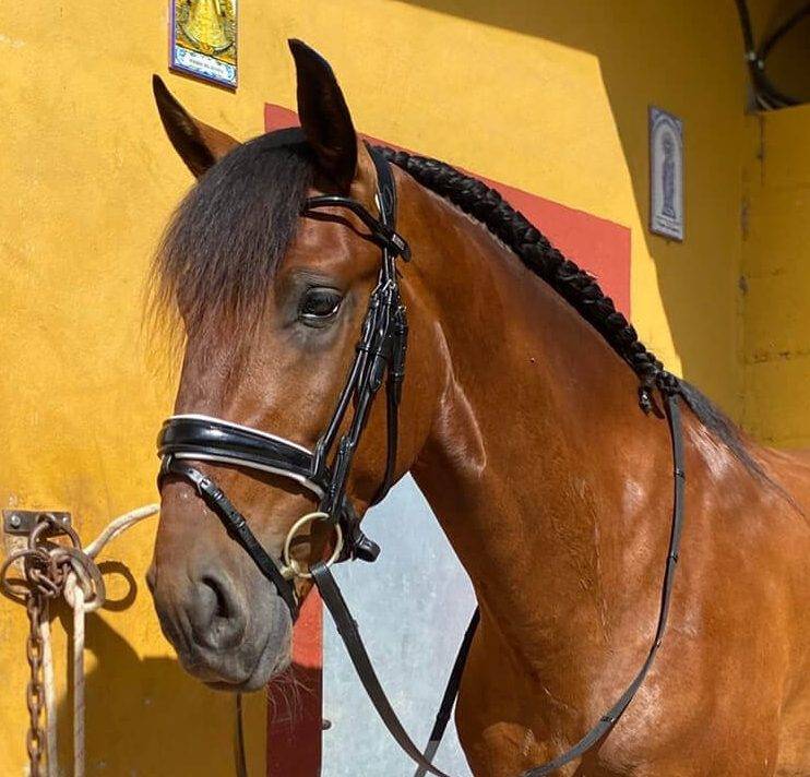 Caballo entero Lusitano En venta 2021 Bayo
