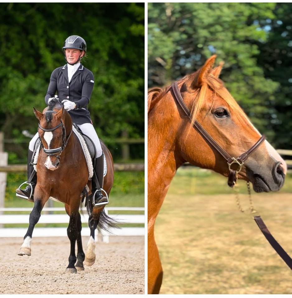 Potro PFS Poni Françés de Silla En venta 2025 Otra capa por RM Most Beautiful Boy