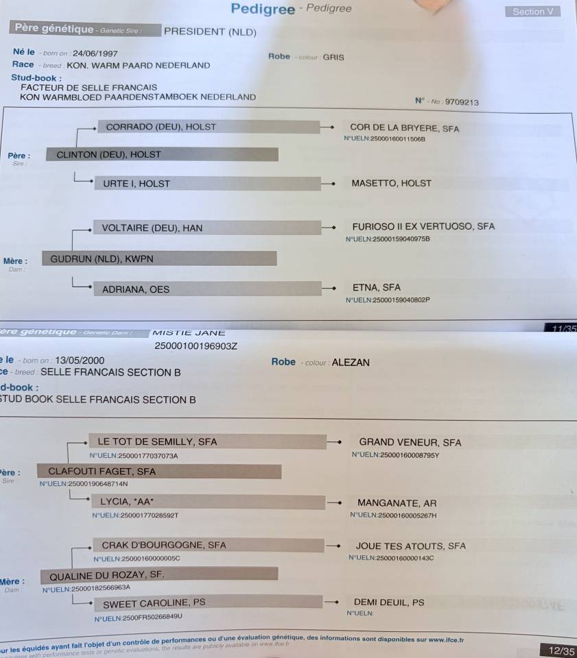 Caballo castrado Silla Francés En venta 2023 Alazán por PRESIDENT