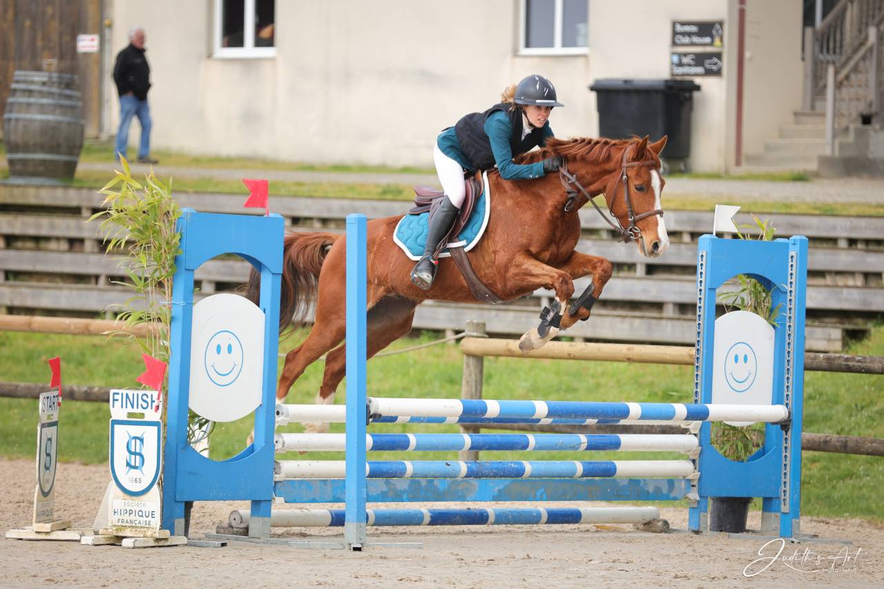 Caballo castrado Silla Franc&eacute;s En venta 2023 Alaz&aacute;n por PRESIDENT