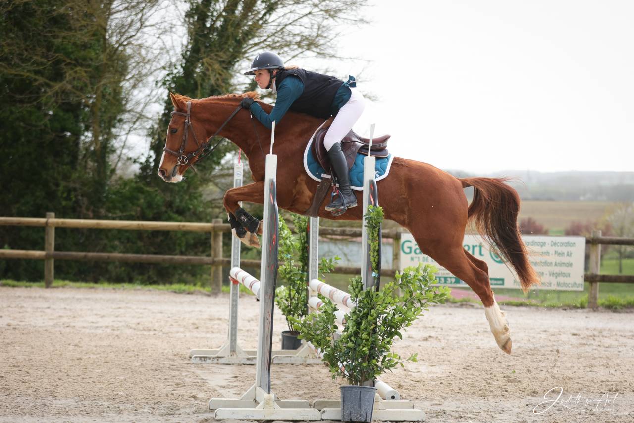 Caballo castrado Silla Franc&eacute;s En venta 2023 Alaz&aacute;n por PRESIDENT