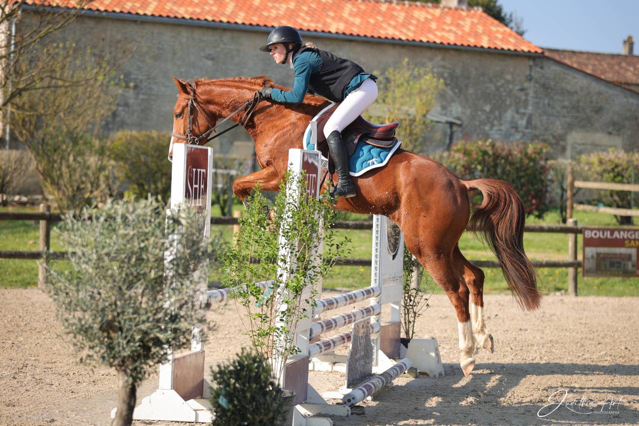 Caballo castrado Silla Franc&eacute;s En venta 2023 Alaz&aacute;n por PRESIDENT