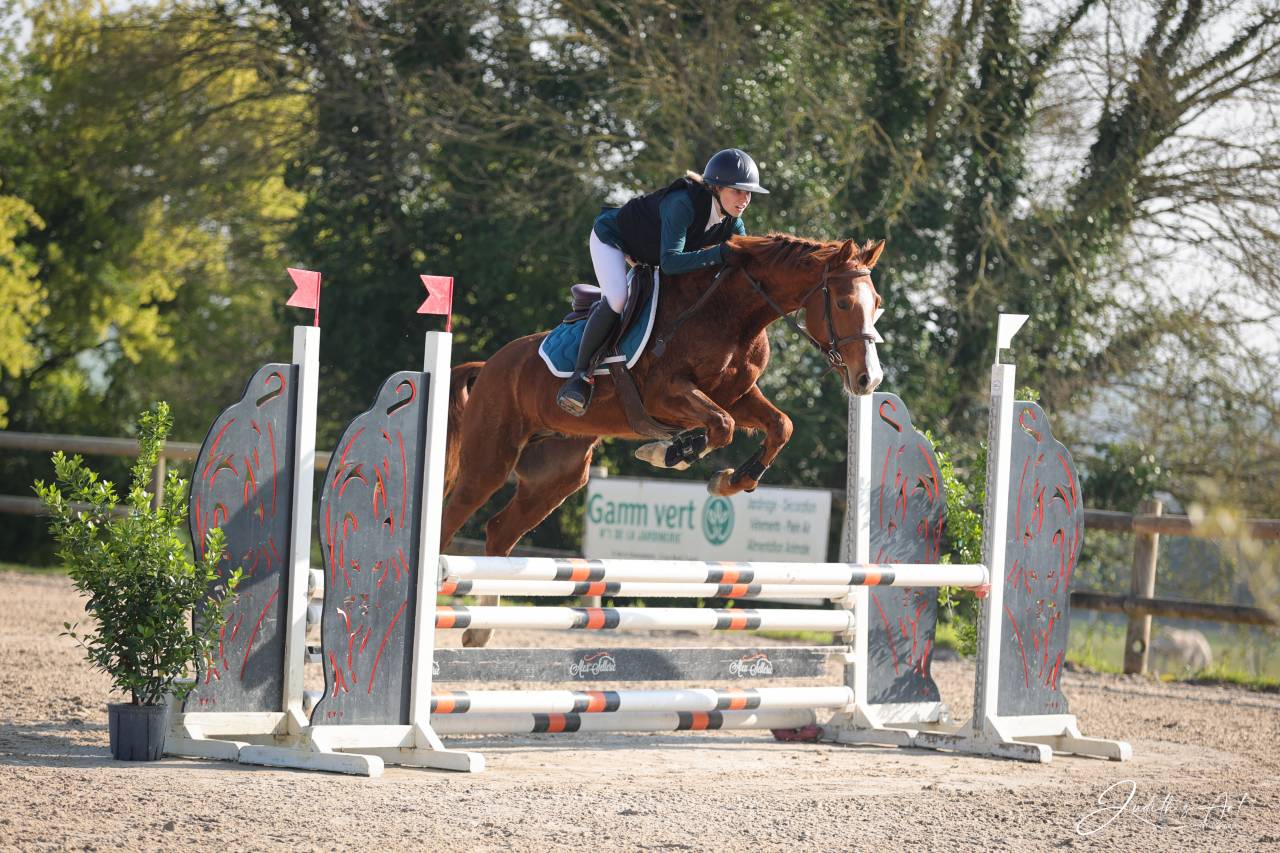 Caballo castrado Silla Franc&eacute;s En venta 2023 Alaz&aacute;n por PRESIDENT