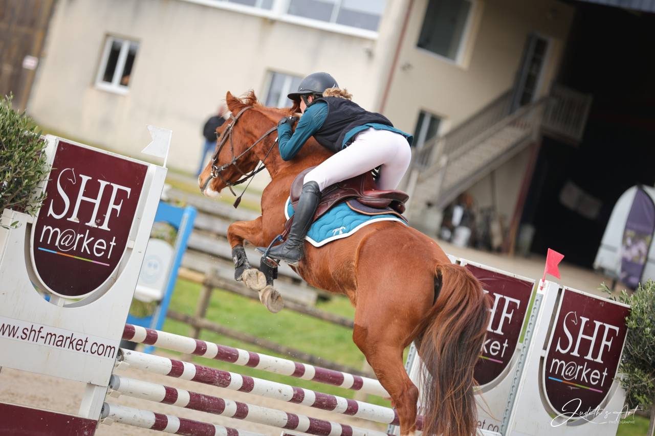 Caballo castrado Silla Franc&eacute;s En venta 2023 Alaz&aacute;n por PRESIDENT