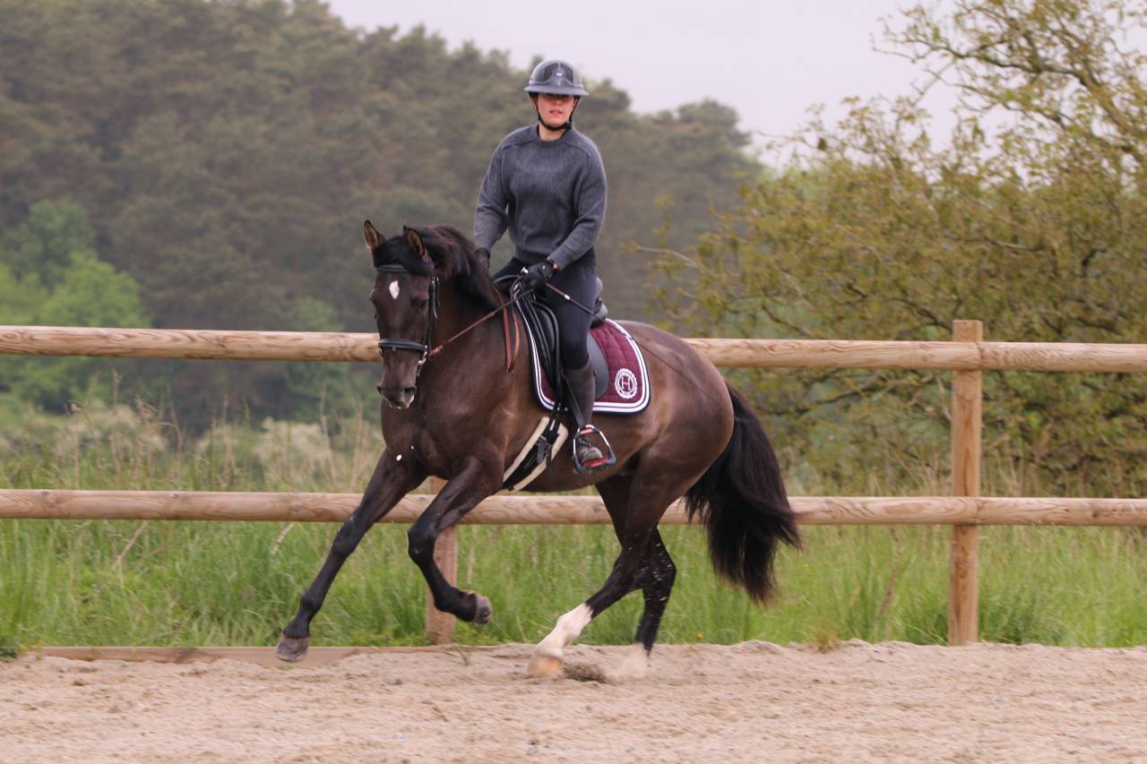 Yegua PRE Pura Raza Española En venta 2021 Negro