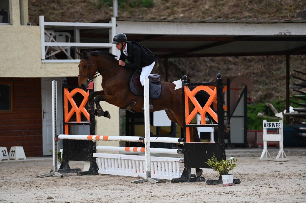 Yegua Silla Francés En venta 2021 Bayo por asti spumante