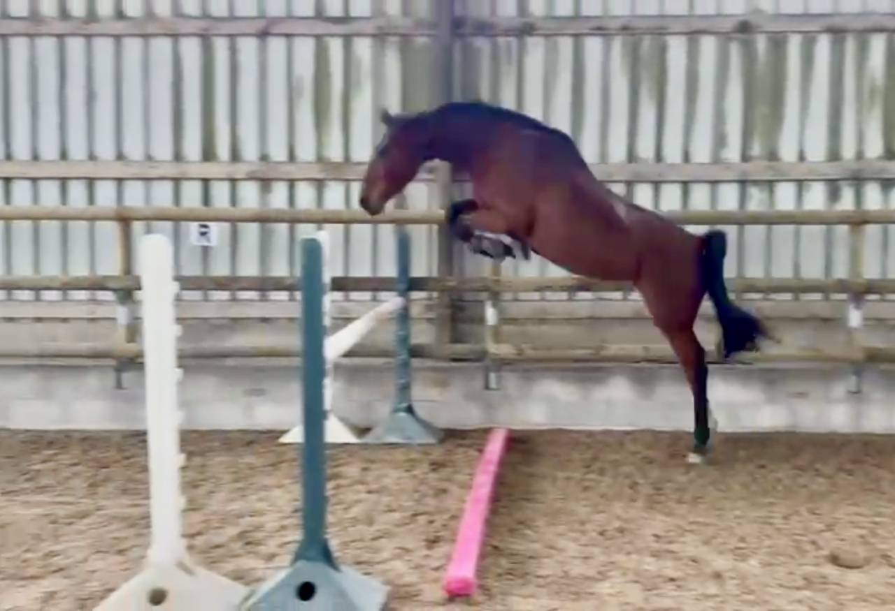 Yegua Silla Francés En venta 2021 Bayo por asti spumante