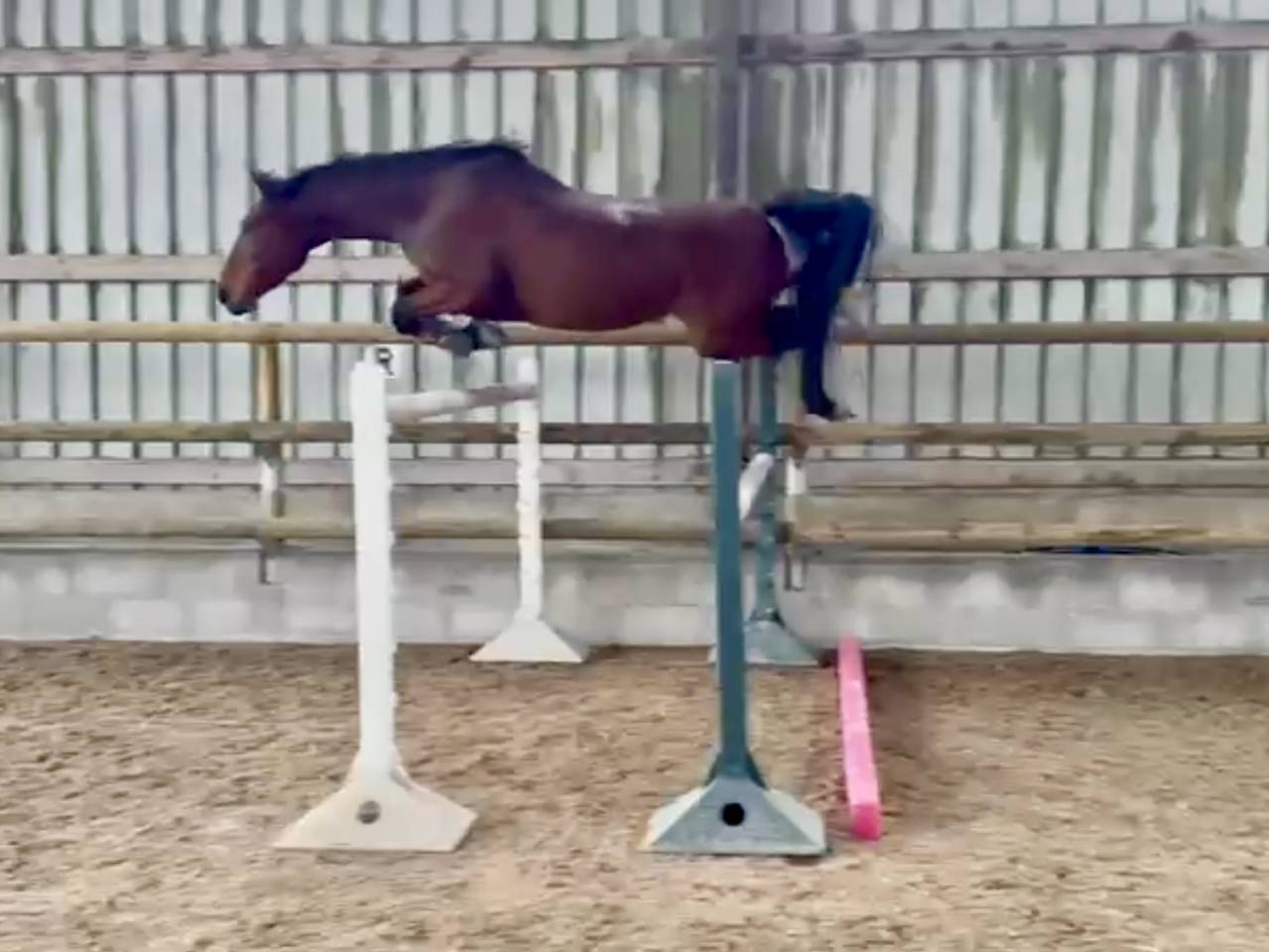 Yegua Silla Francés En venta 2021 Bayo por asti spumante