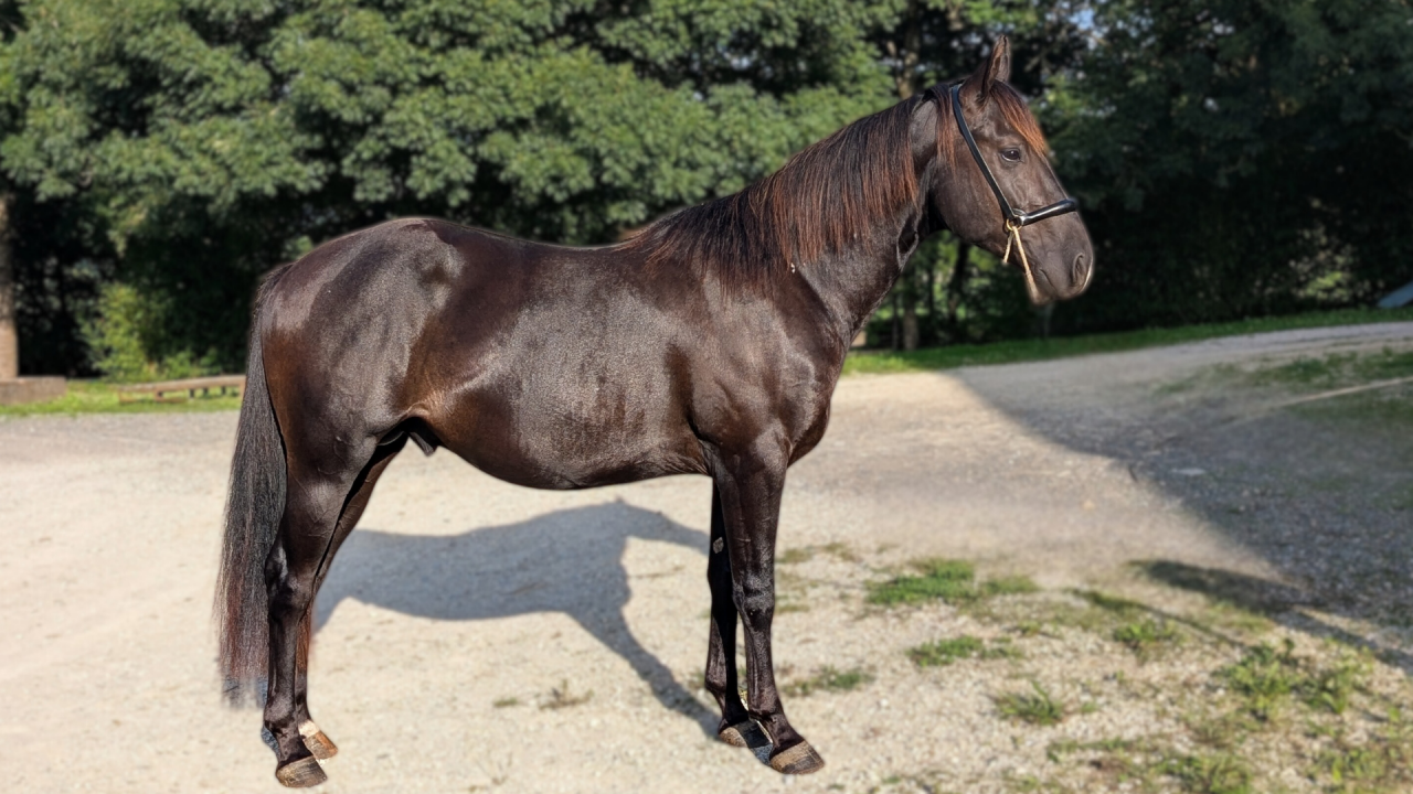 Caballo entero Quarter Horse En venta 2023 Negro