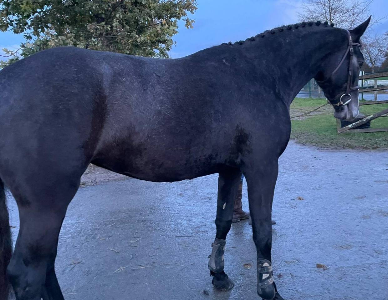 Yegua Silla Francés En venta 2021 Tordo