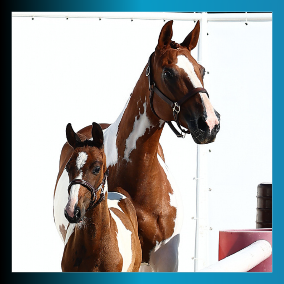 Potro Caballo de Silla En venta 2025 Pío por Conte Bellini