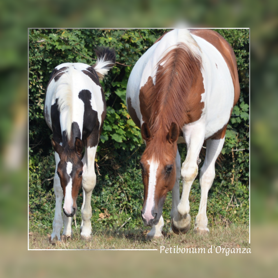 Potro Caballo de Silla En venta 2025 Pío por Conte Bellini