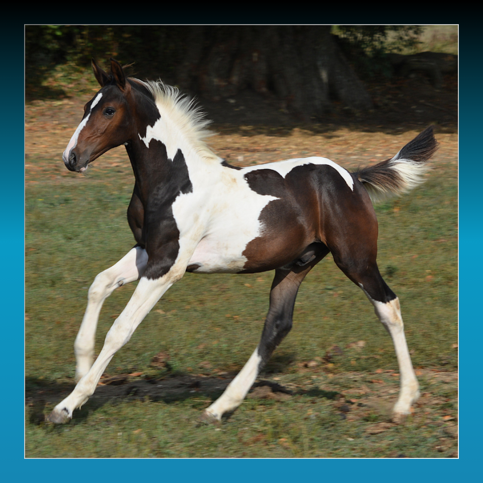 Potro Caballo de Silla En venta 2025 Pío por Conte Bellini