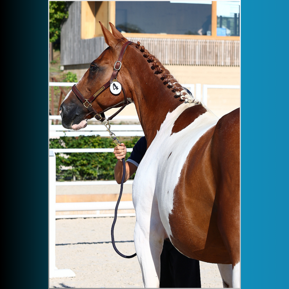 Potro Caballo de Silla En venta 2025 Pío por Conte Bellini