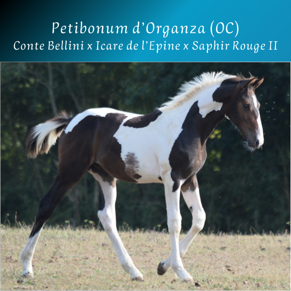 Potro Caballo de Silla En venta 2025 Pío por Conte Bellini