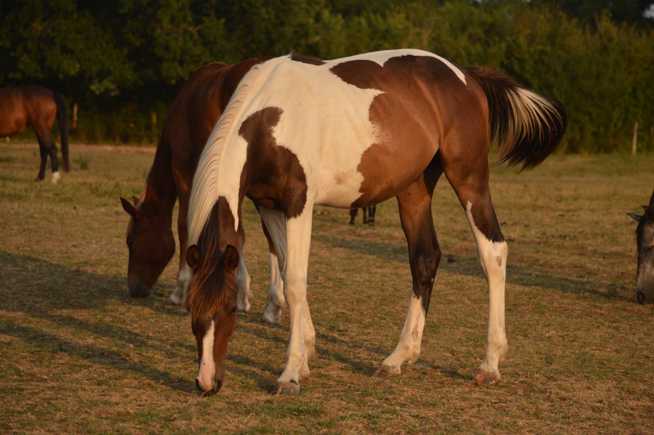 Caballo castrado Caballo de Silla En venta 2025 P&iacute;o por Conte Bellini