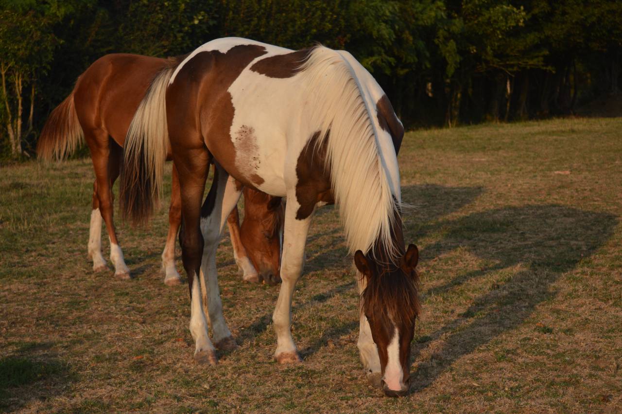 Caballo castrado Caballo de Silla En venta 2025 P&iacute;o por Conte Bellini