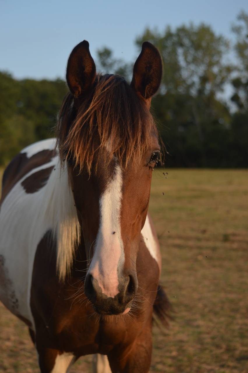 Caballo castrado Caballo de Silla En venta 2025 P&iacute;o por Conte Bellini