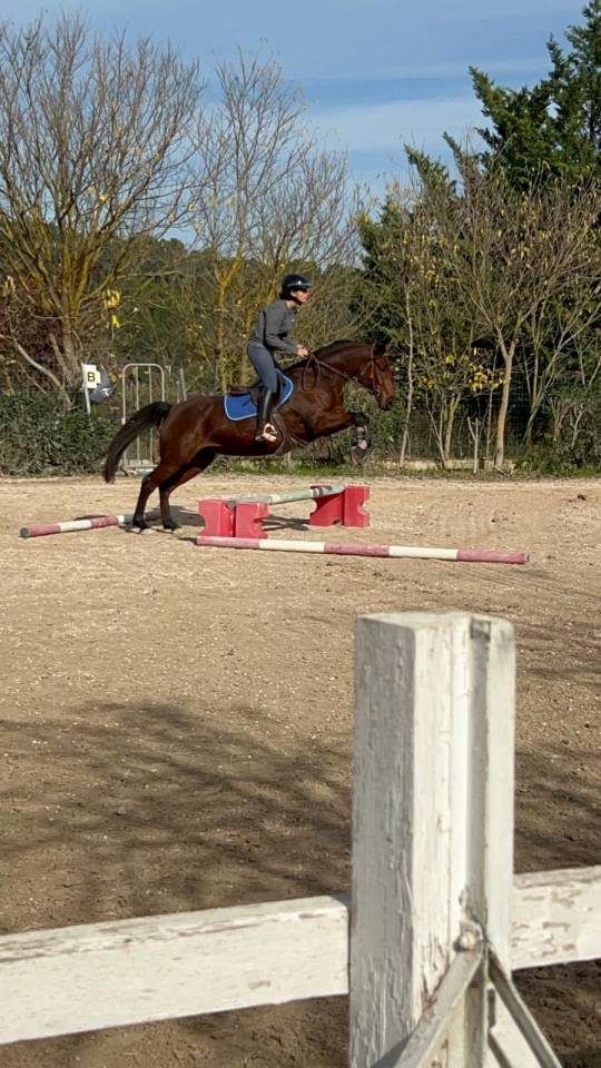 Yegua PFS Poni Françés de Silla En venta 2018 Bayo moreno por Noir sur Blanc Mahoud PFS (Linaro)