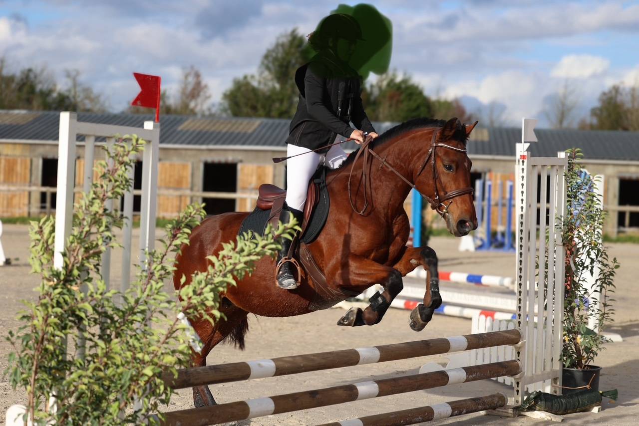 Yegua PFS Poni Françés de Silla En venta 2018 Bayo moreno por Noir sur Blanc Mahoud PFS (Linaro)