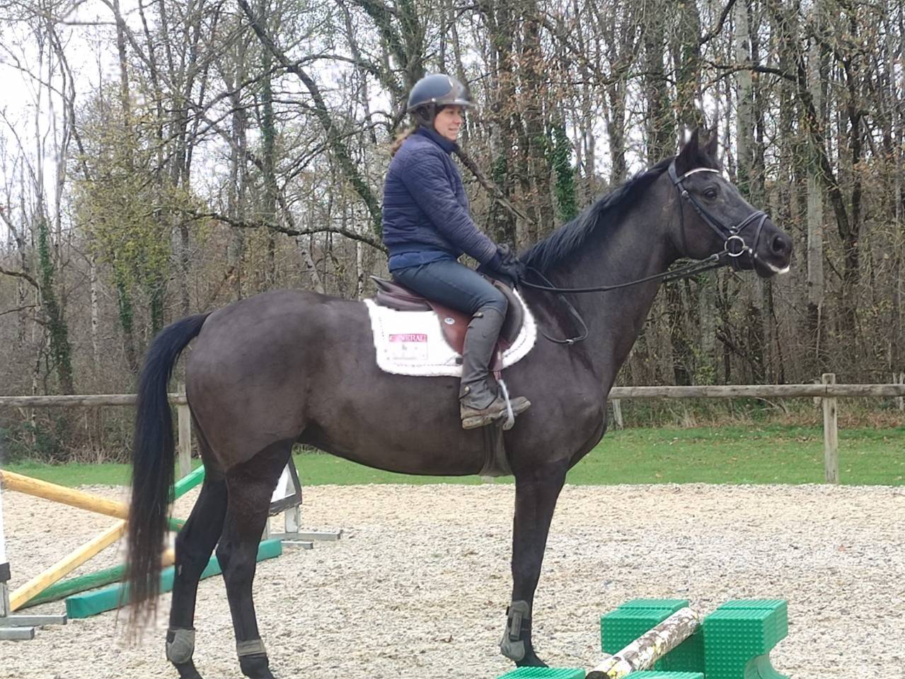 Yegua Hannoveriano En venta 2020 Bayo moreno por Secret