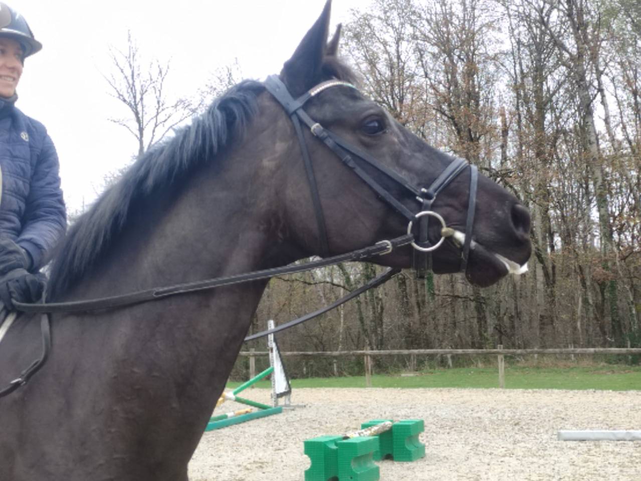 Yegua Hannoveriano En venta 2020 Bayo moreno por Secret