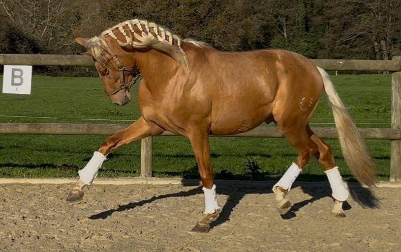 Caballo entero PRE Pura Raza Española En venta 2023 Palomino por MARACAIBO COR