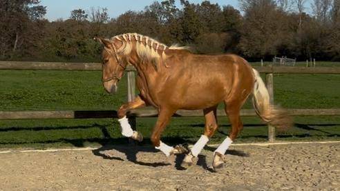 Caballo entero PRE Pura Raza Española En venta 2023 Palomino por MARACAIBO COR