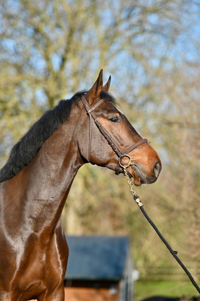 Caballo castrado Zangersheide En venta 2021 Bayo por IMAGINATION VAN ‘T WINKENSHOF Z