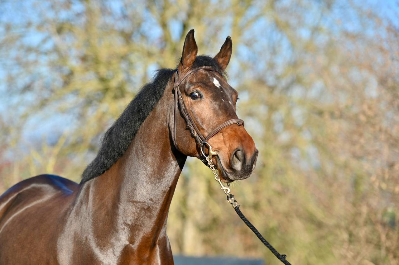 Caballo castrado Zangersheide En venta 2021 Bayo por IMAGINATION VAN ‘T WINKENSHOF Z
