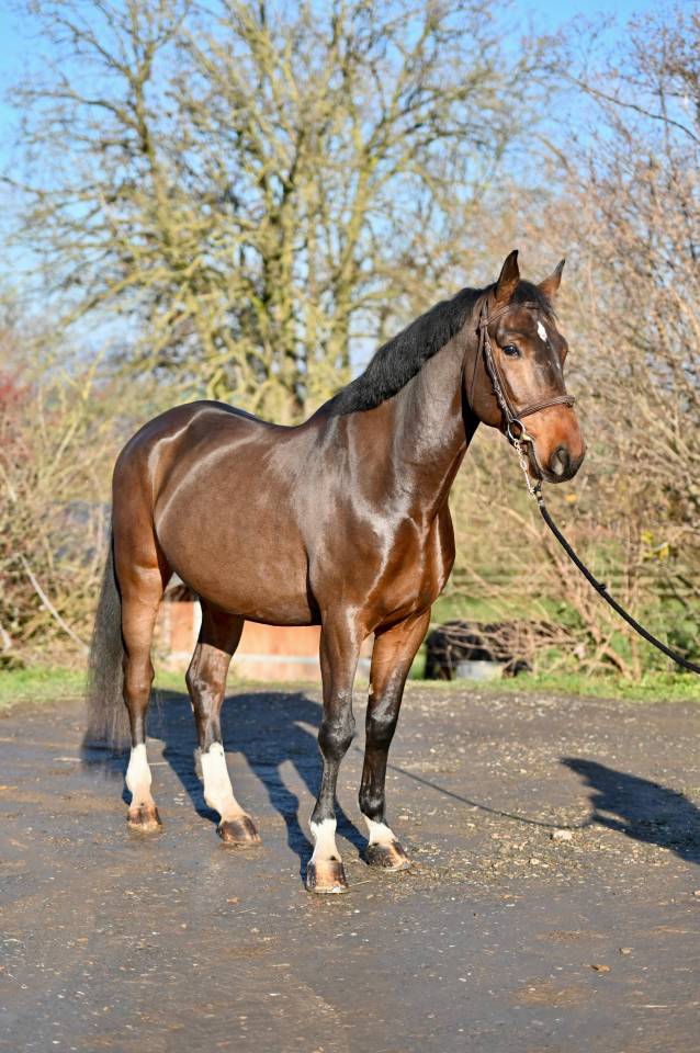Caballo castrado Zangersheide En venta 2021 Bayo por IMAGINATION VAN ‘T WINKENSHOF Z