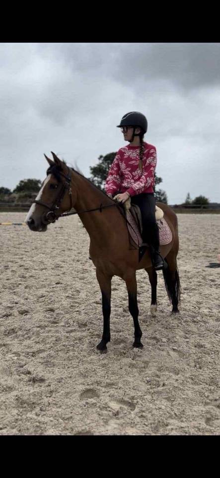 Yegua Origine Constatée En venta 2019 Bayo