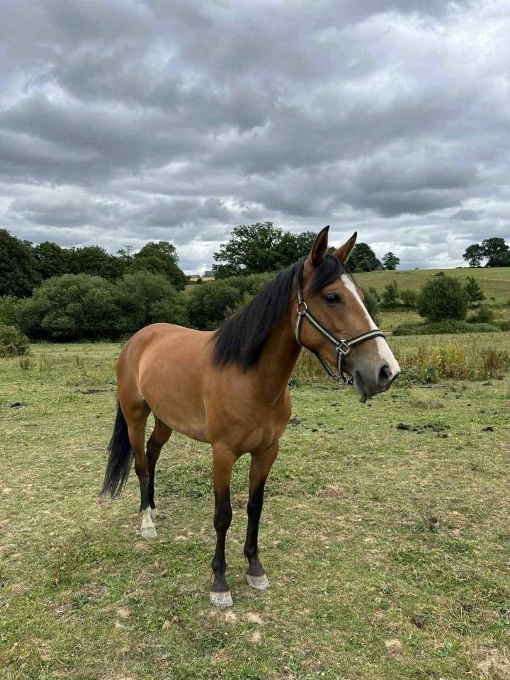 Yegua Origine Constatée En venta 2019 Bayo