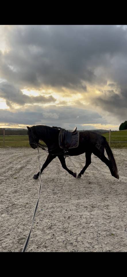 Caballo entero PRE Pura Raza Española En venta 2021 Negro