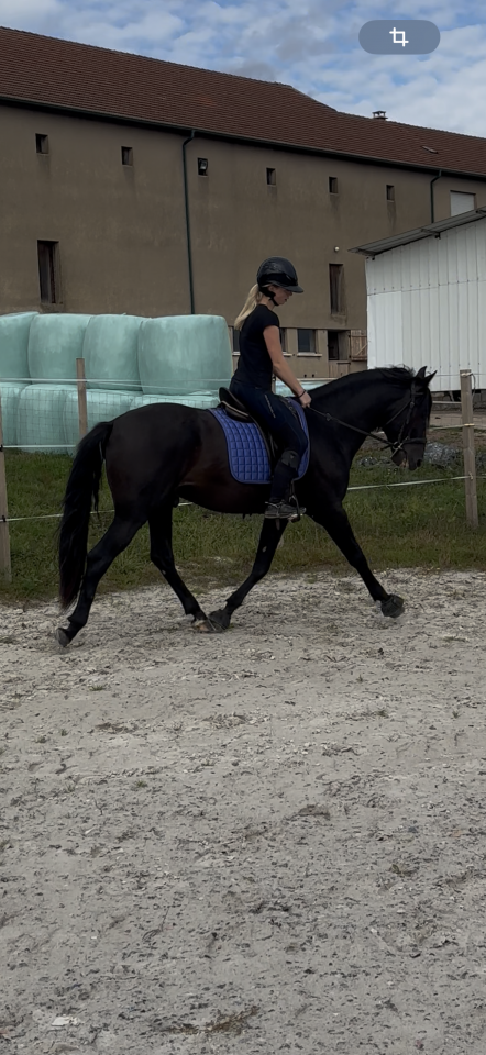 Caballo entero PRE Pura Raza Española En venta 2021 Negro