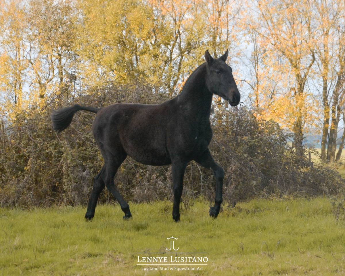 Potranca Lusitano En venta 2024 Tordo por Benjamin da Broa