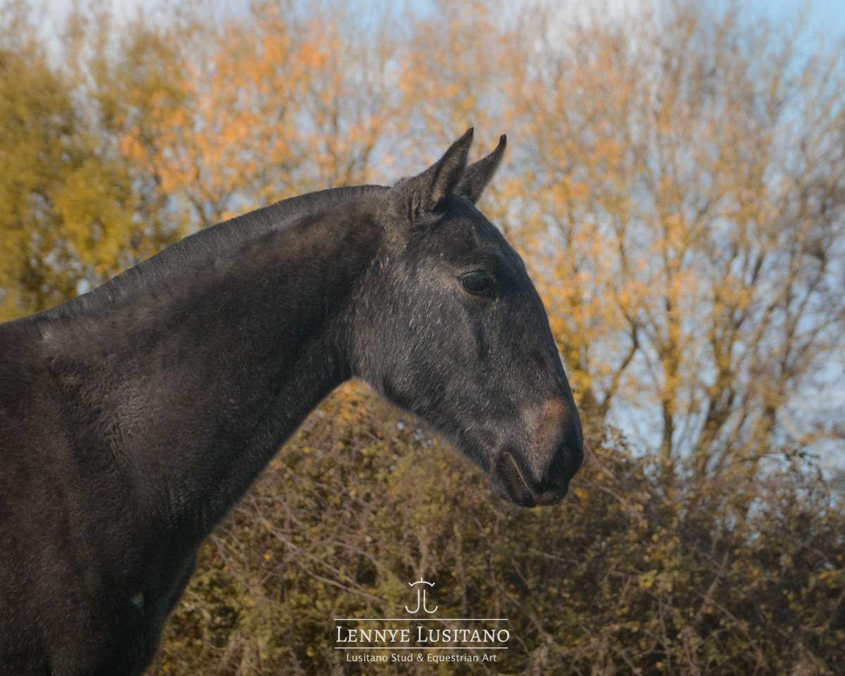 Potranca Lusitano En venta 2024 Tordo por Benjamin da Broa