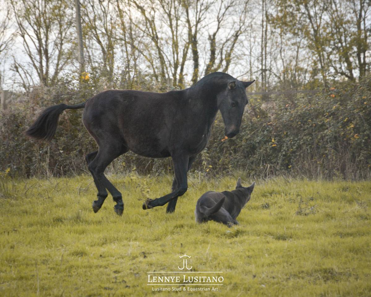 Potranca Lusitano En venta 2024 Tordo por Benjamin da Broa