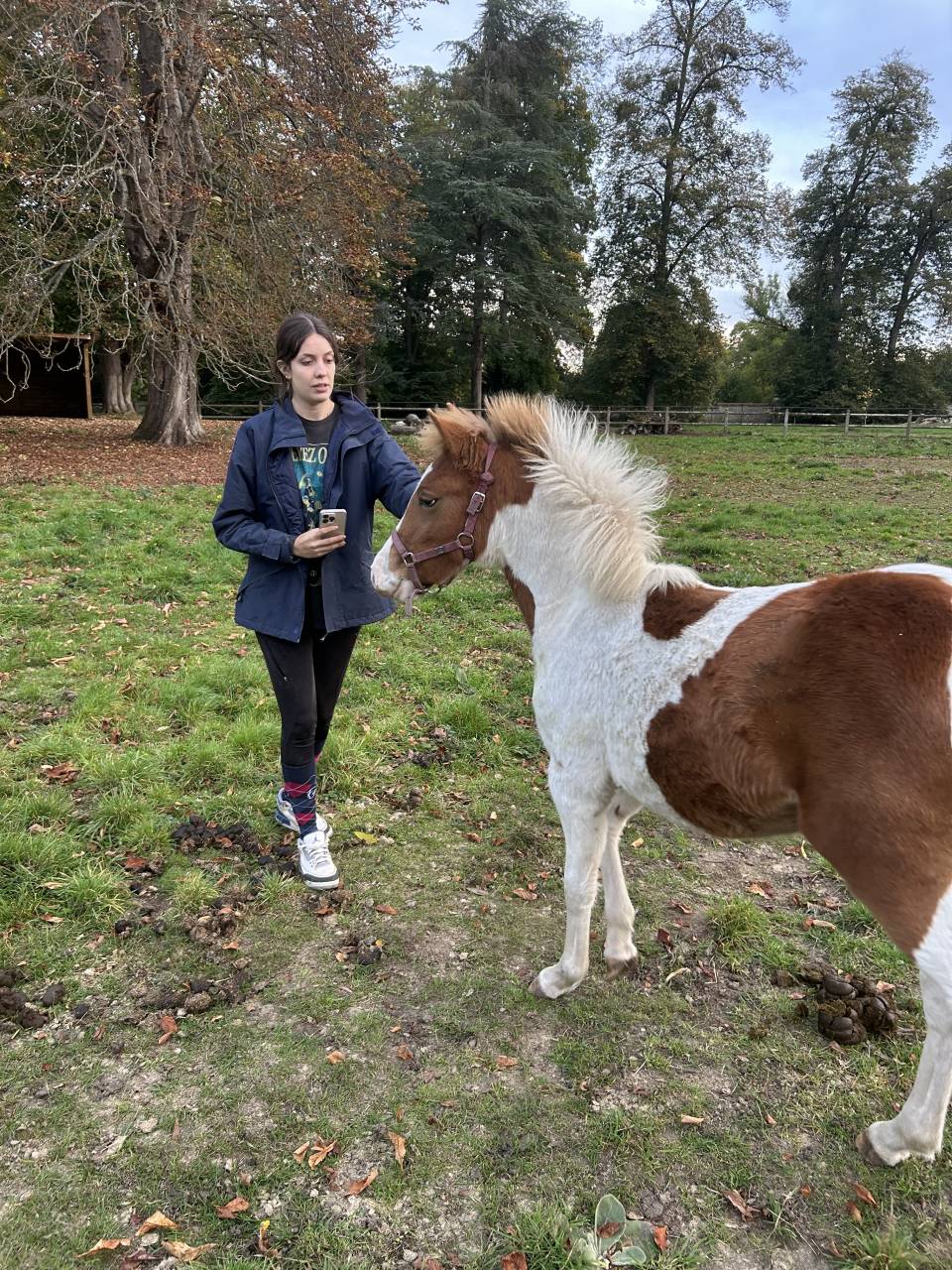 Potranca PFS Poni Fran&ccedil;&eacute;s de Silla En venta 2025 P&iacute;o por EUROGEN FANTOMAS