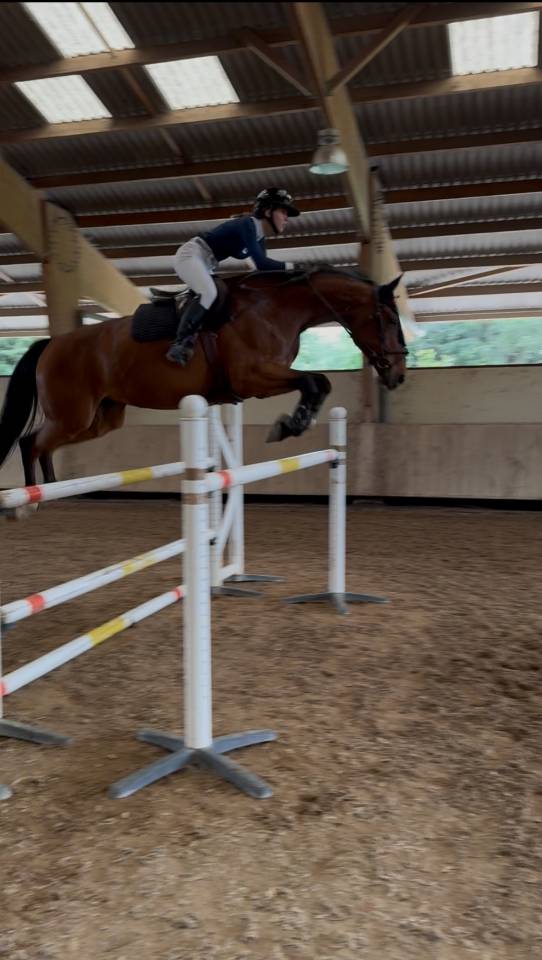 Yegua Zangersheide En venta 2015 Bayo por CON AIR