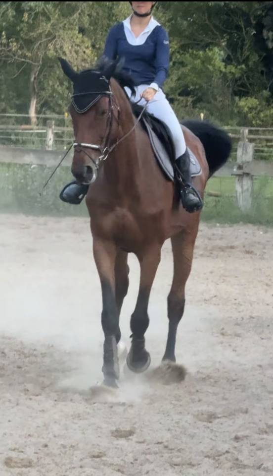 Yegua Zangersheide En venta 2015 Bayo por CON AIR