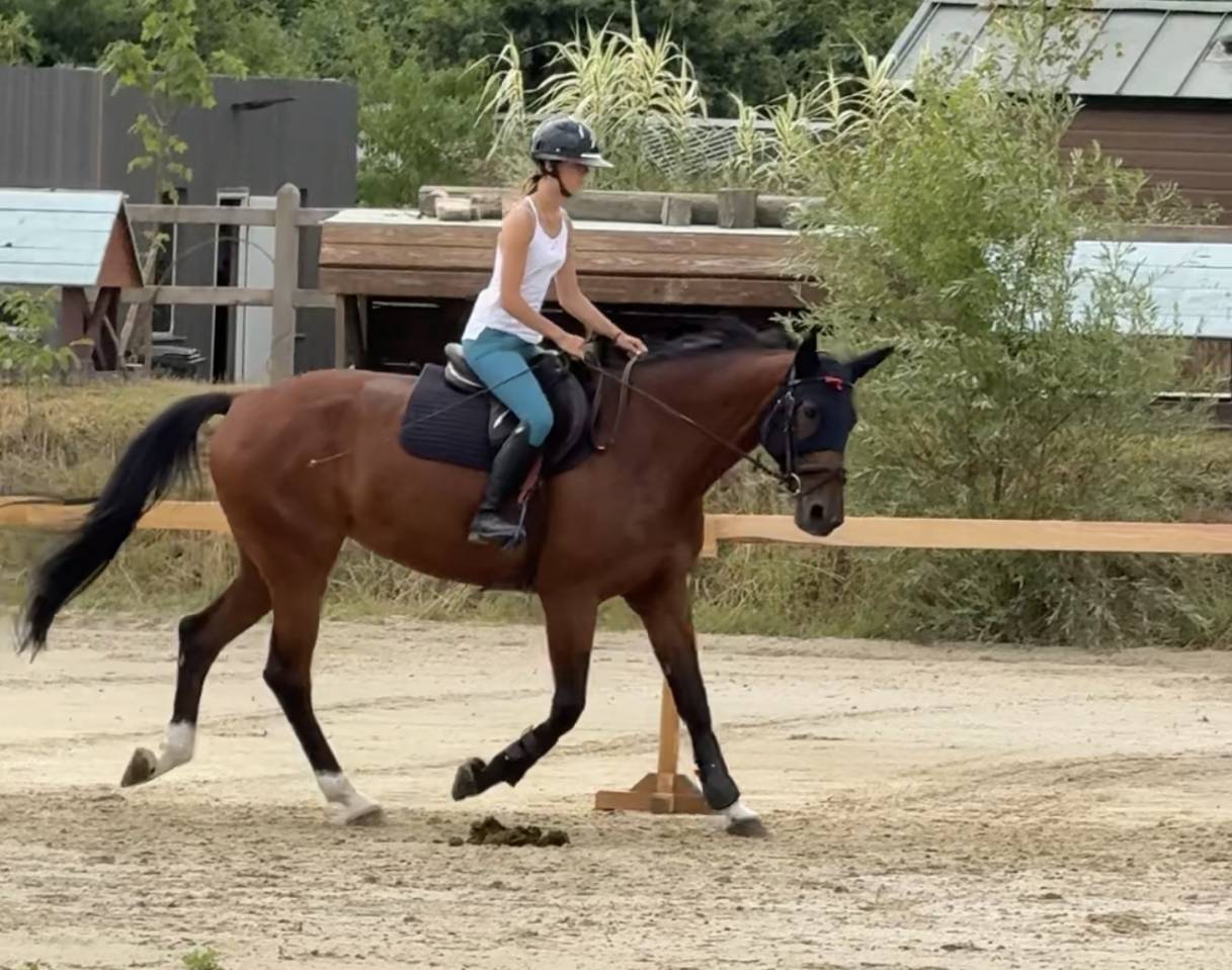 Yegua Zangersheide En venta 2015 Bayo por CON AIR