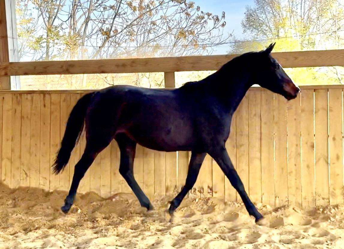 Yegua AES Anglo European Studbook En venta 2023 Bayo moreno por idem du peyron