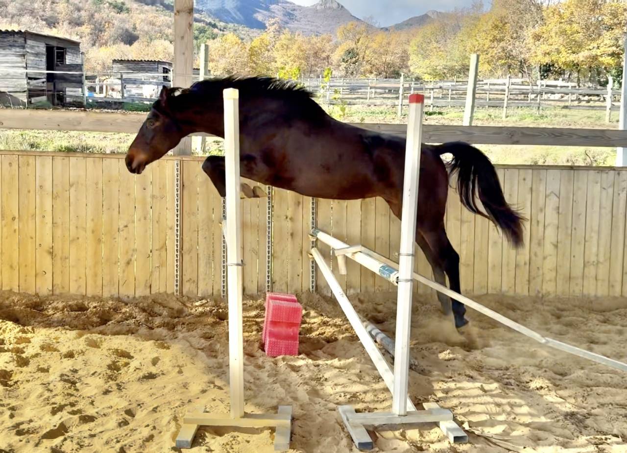 Yegua AES Anglo European Studbook En venta 2023 Bayo moreno por idem du peyron