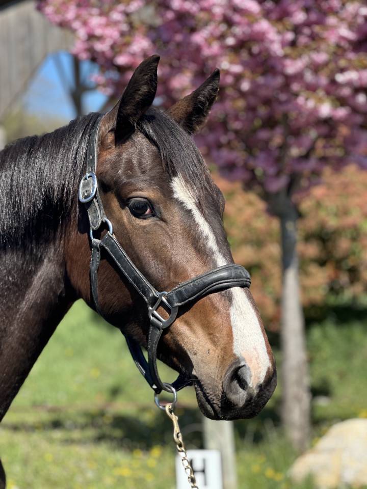 Yegua AES Anglo European Studbook En venta 2023 Bayo moreno por idem du peyron