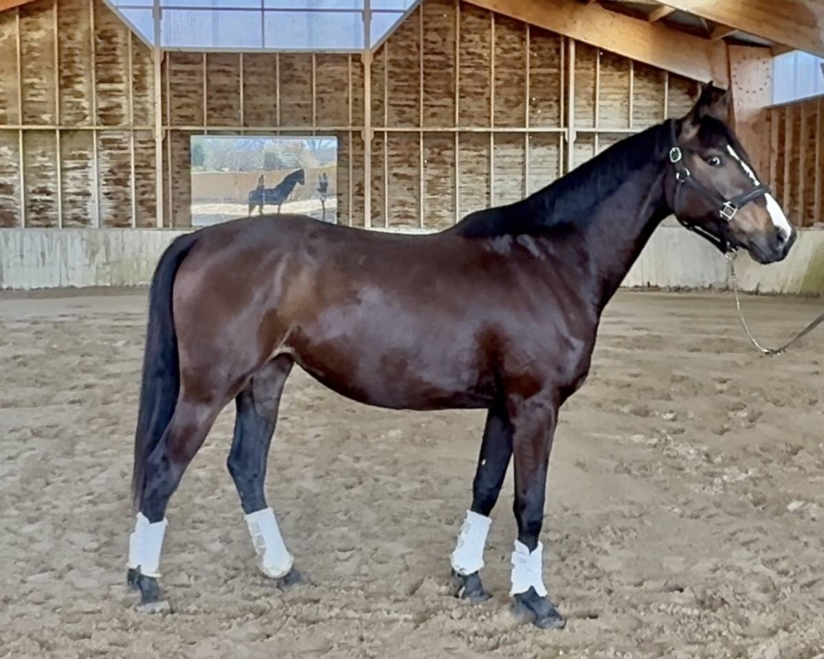 Yegua AES Anglo European Studbook En venta 2023 Bayo moreno por idem du peyron