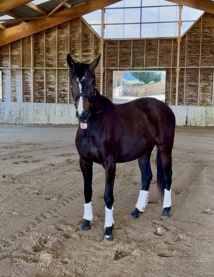 Yegua AES Anglo European Studbook En venta 2023 Bayo moreno por idem du peyron